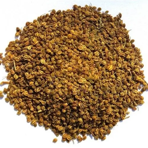 Best quality Ajwain seed / organic Ajwain seeds