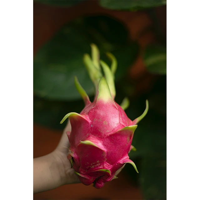 Свежий Супер вкусный вкус Премиум качество красный дракон фрукты весь экспорт