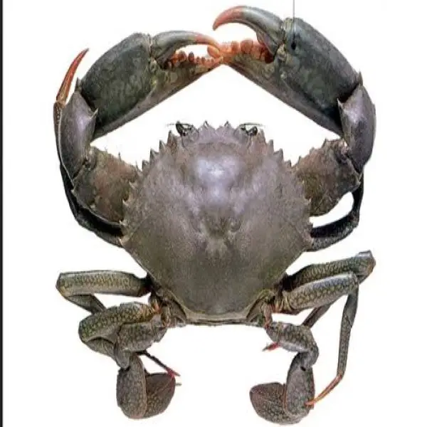  Premium Quality Fresh Crab/ live Mud Crab Green Colour For