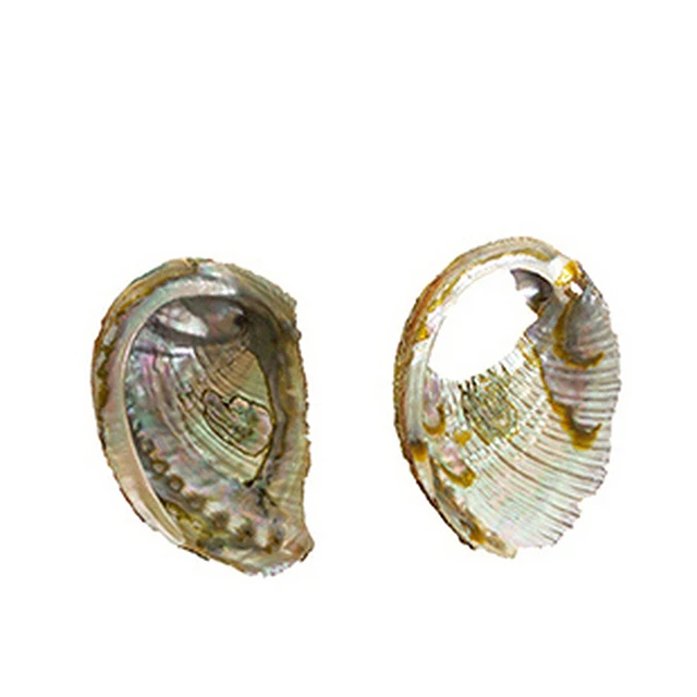 Abalone Seashell Material, Bulk Sea Shells, Small Sea Shells