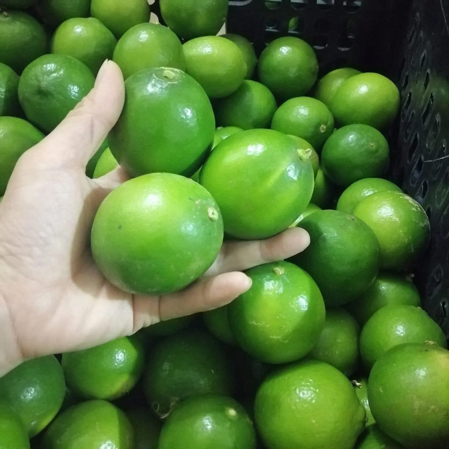 Fresh lime seedless with premium quality Fruits - LINDA Whatsapp 0084 989 322 607