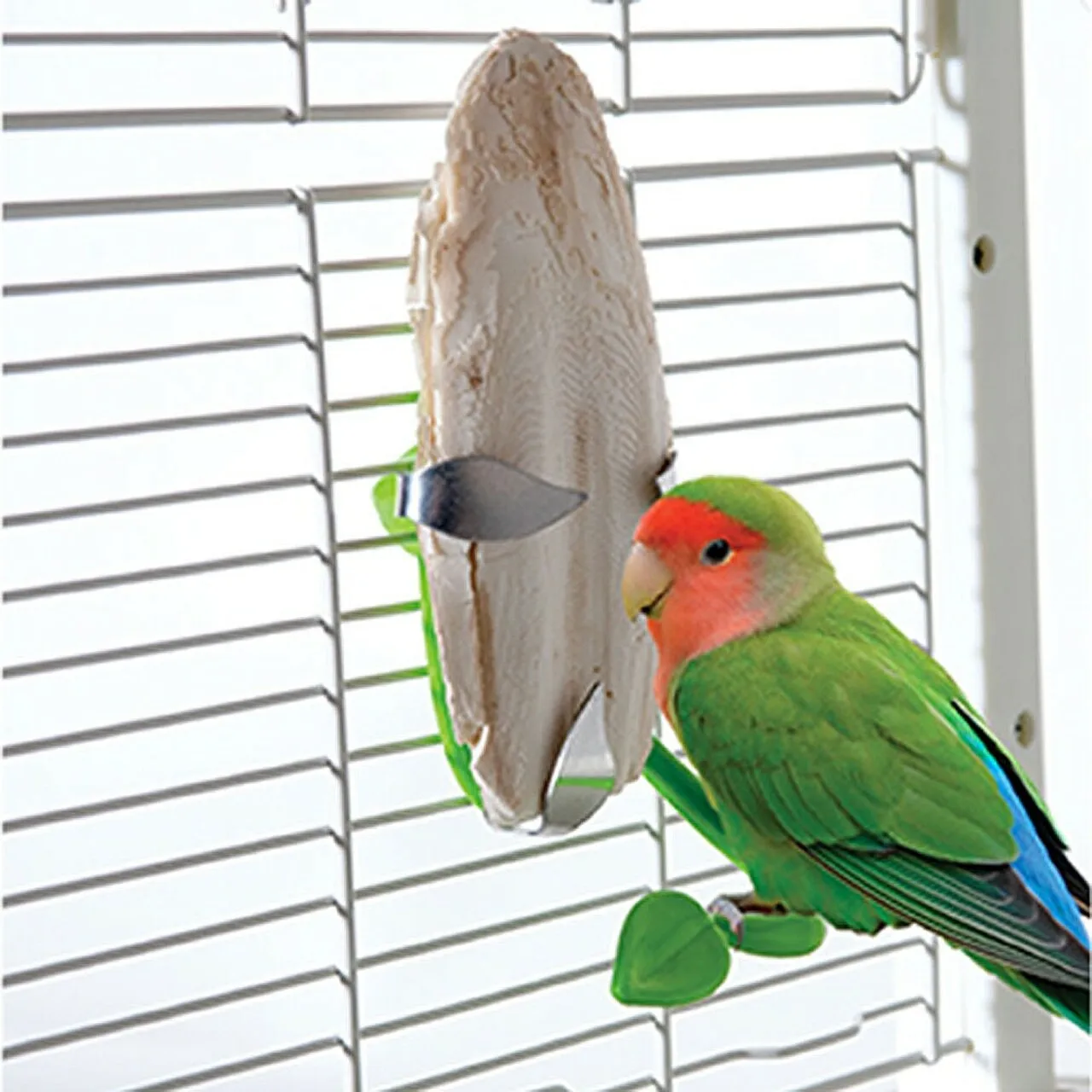 [Горячая сделка] 100% натуральная сушеная косточка шлэлли высокого качества/мисс нари + 84 976 592 207