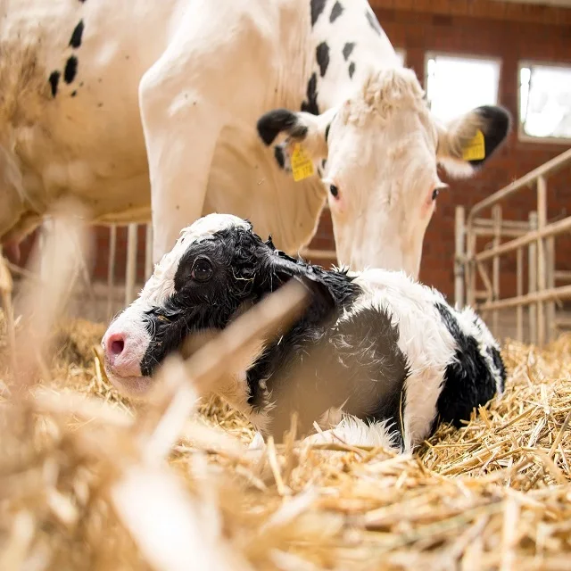Healthy Live Dairy Cows/Pregnant Jersey Cows