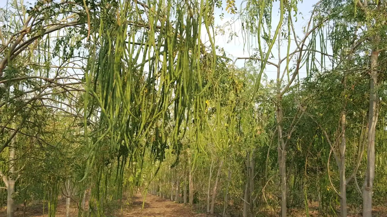 PKM1 предложение семян плантации Моринги из индийской сельскохозяйственной фермы