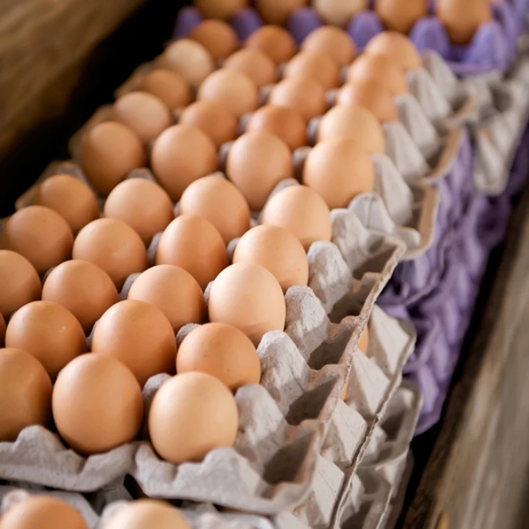 
FRESH CHICKEN EGGS GOOD PRICE HIGH QUALITY 