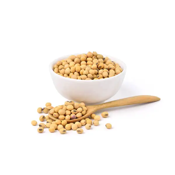 
Bulk GMO and Non GMO Soyabean / Soybean for Sale 