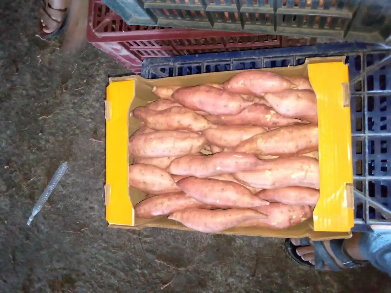 A1 супер сладкий картофель