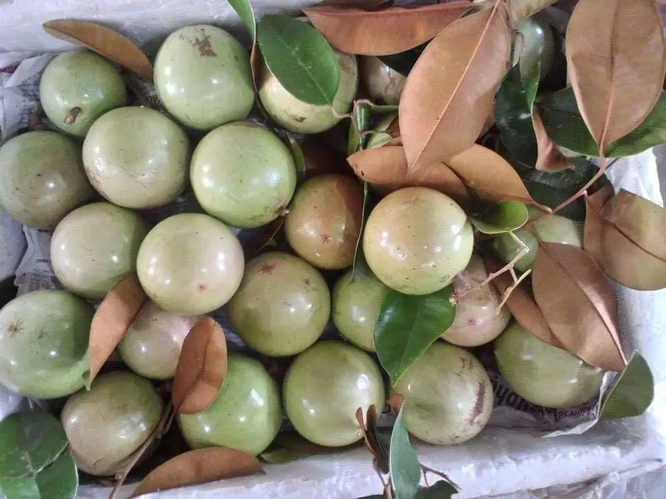 Свежие Звездные яблоки тропические фрукты на экспорт из