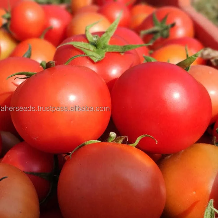 
2021 HYBRID TOMATO SEEDS FOR ALGERIA F1`INDETERMINATE 10 GMS PACKING 