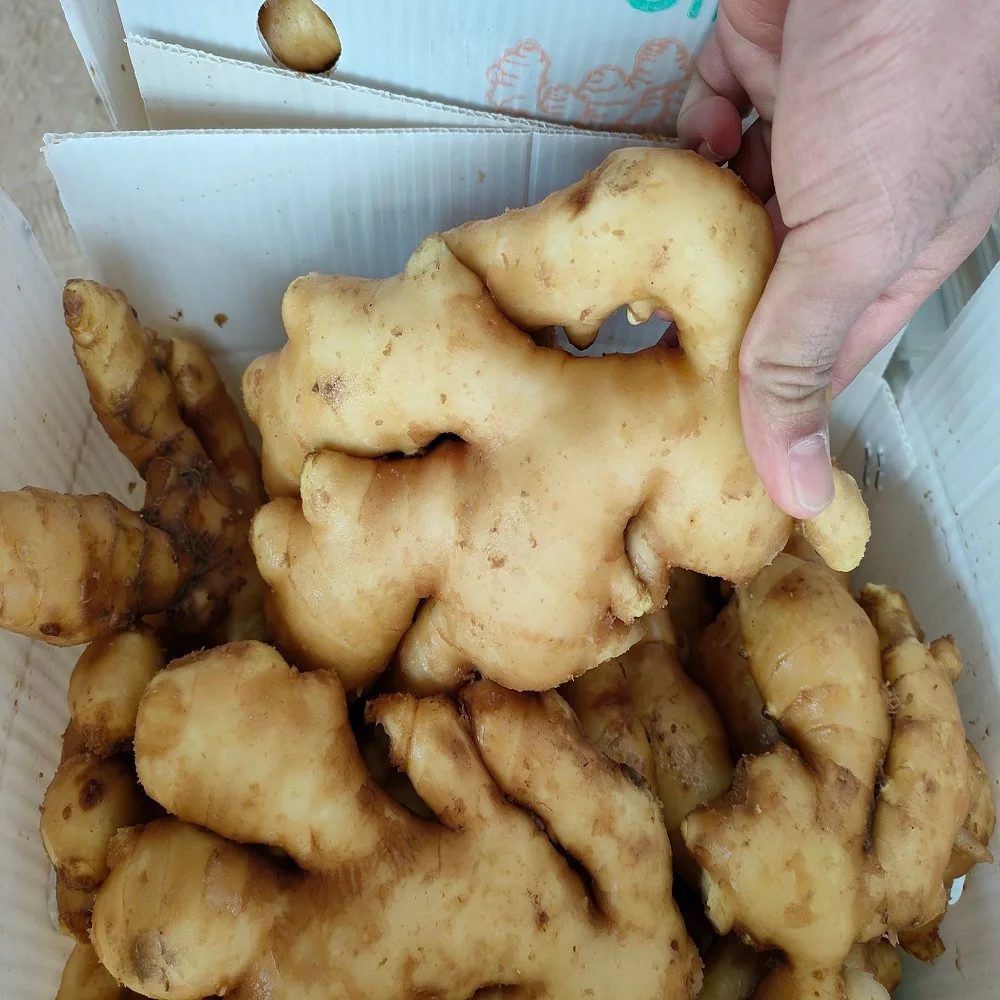 Fast Ship Product from Thailand VIETNAMESE GINGER & TURMERIC HIGH QUALITY EXPORTED PRODUCT