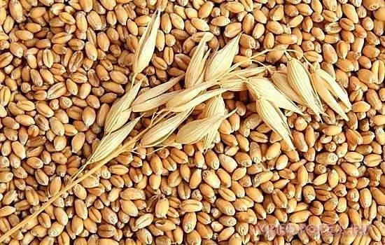 Пшеница BULGUR для индейки
