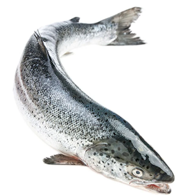 Good Quality Frozen Salmon For Best Priced