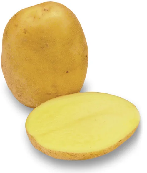 Fresh Agria Potato - Potato for Chips
