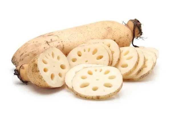 FRESH LOTUS ROOT FROM VIETNAM