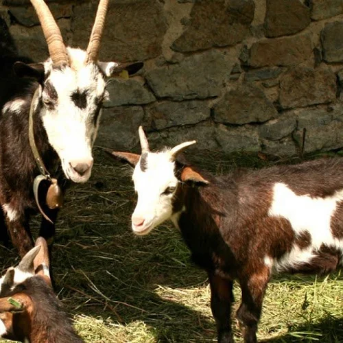 Tauernscheck goats,cow,camel,sheep,goat,ox,bull