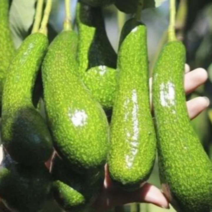 HOT SALES - Vietnam frozen avocado puree 100% from fresh fruit for US EU ASIA market