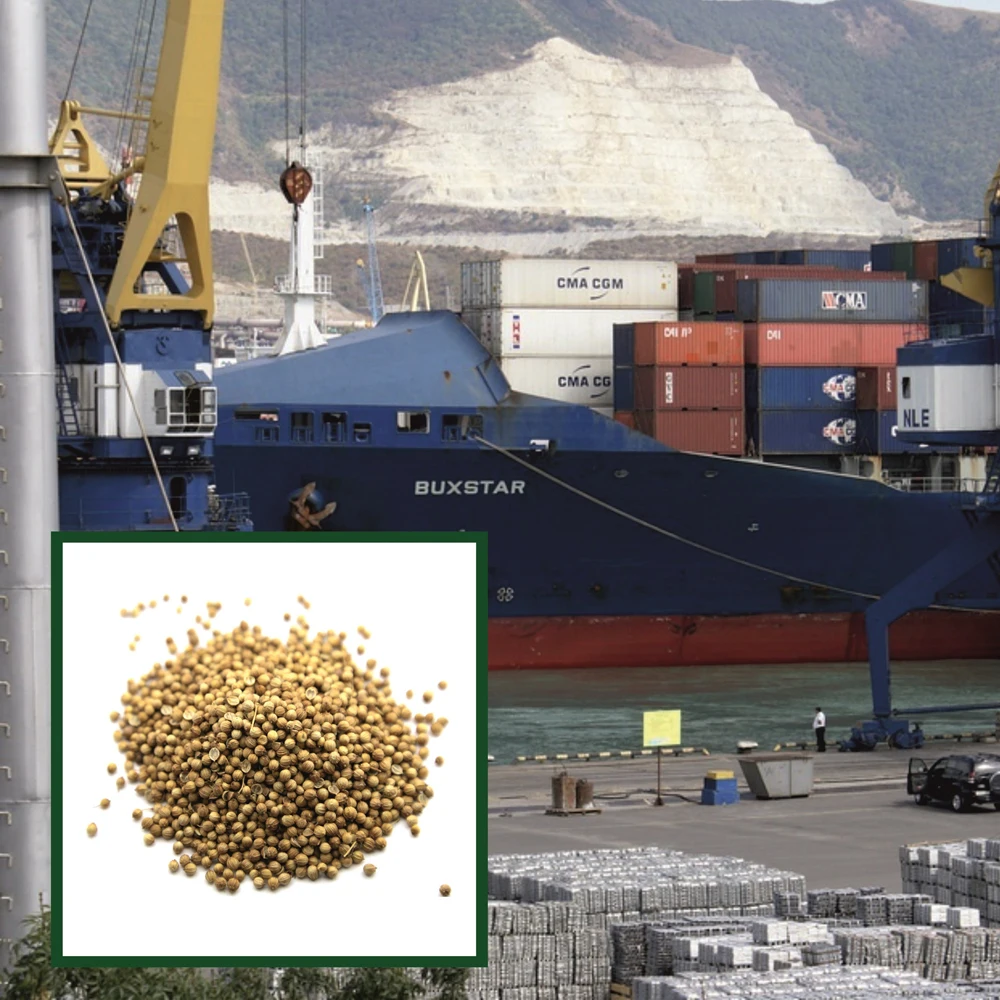 Hiqh quality pure coriander seeds wholesale prices, in stock