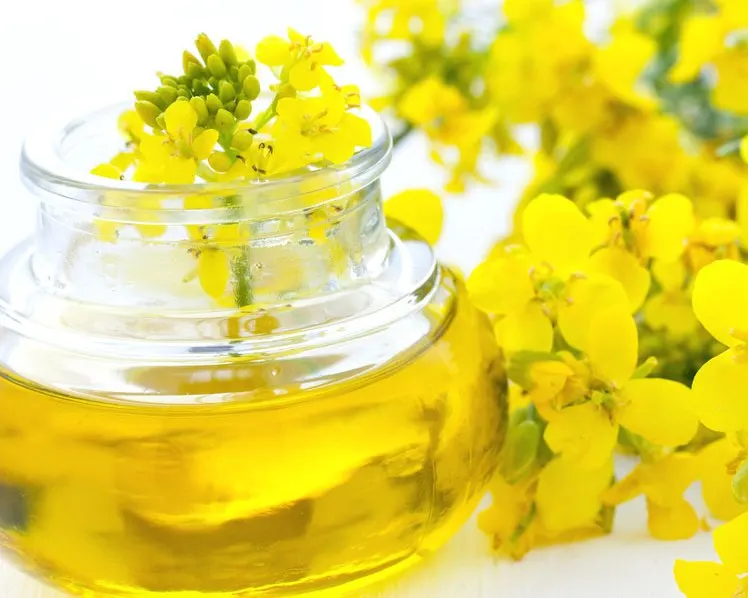 First Class Bulk Canola Oil Refined And Refined Rapeseed Oil Wholesale For Sale