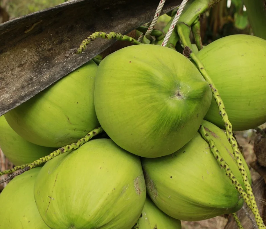
fresh young coconut price Fruit from Thailand 