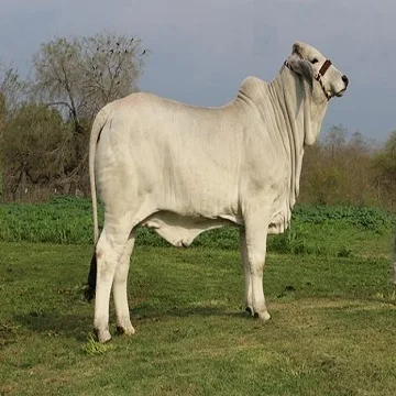 
White Brahman Cows for sale 