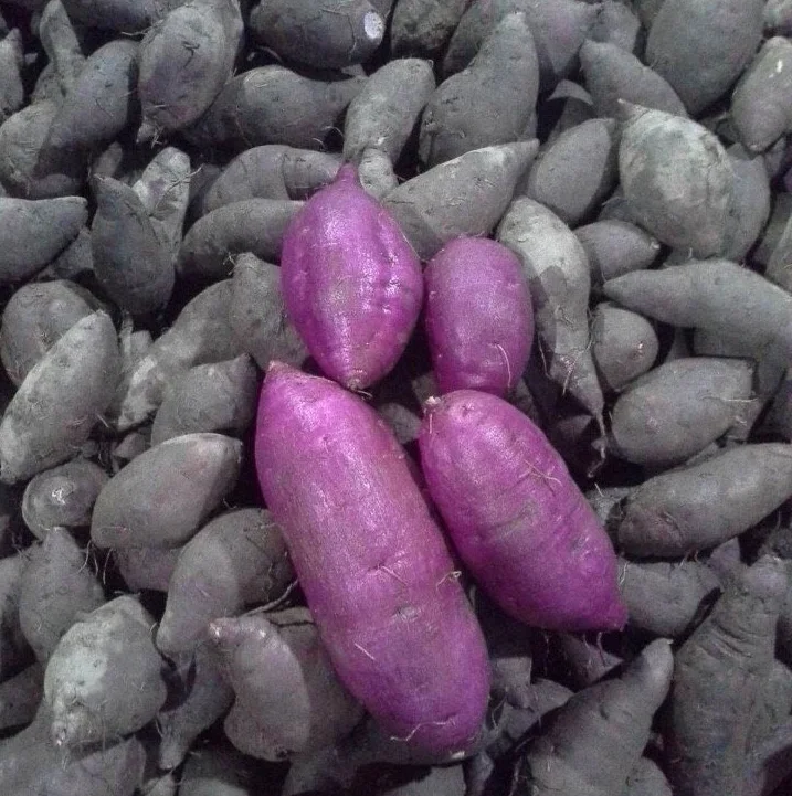 Свежий фиолетовый сладкий картофель