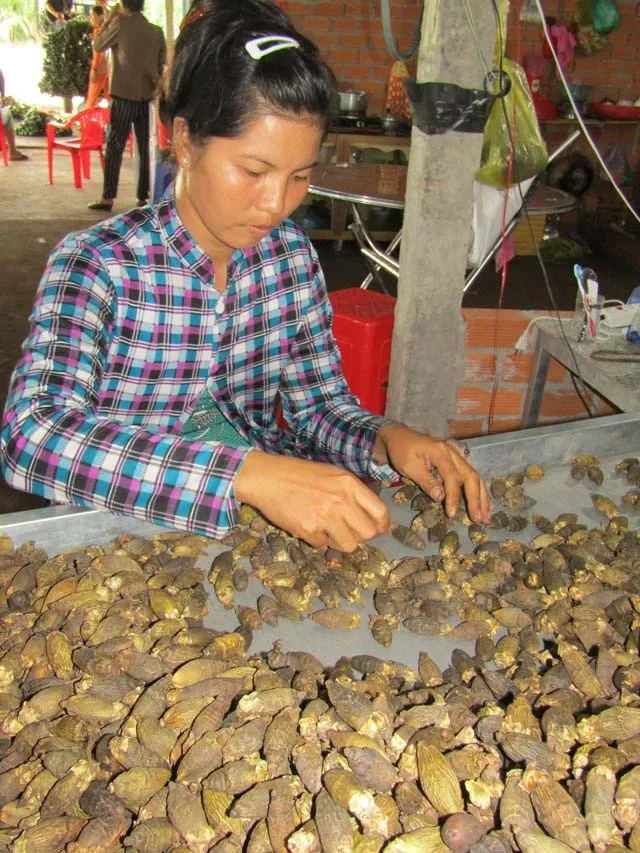 ATL GLOBAL - 100% NATURAL DRIED BETEL NUT WITH HIGH QUALITY FROM VIETNAM ( Whatsapp: +84975262928, Helen)