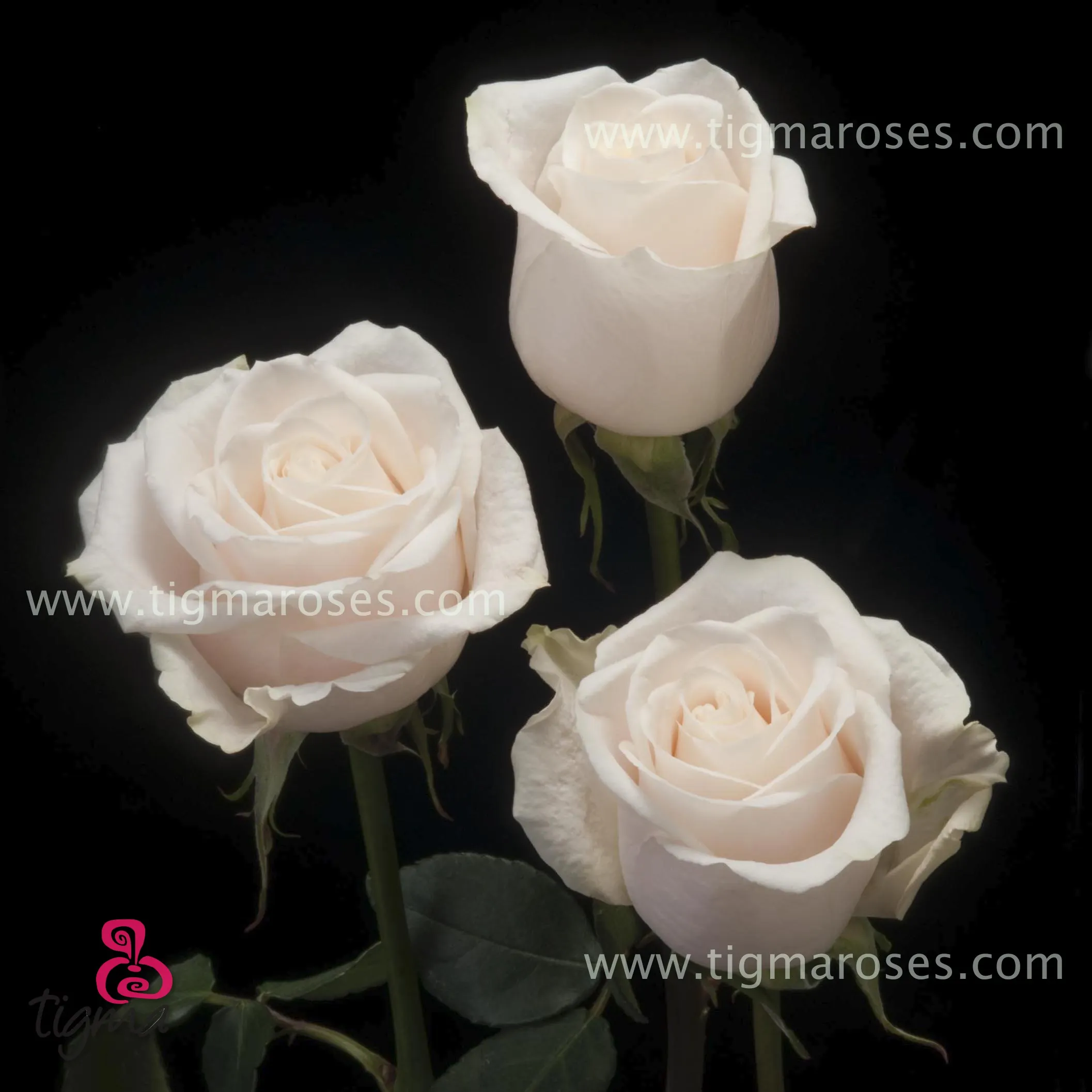 Свежие резные цветы, белая роза