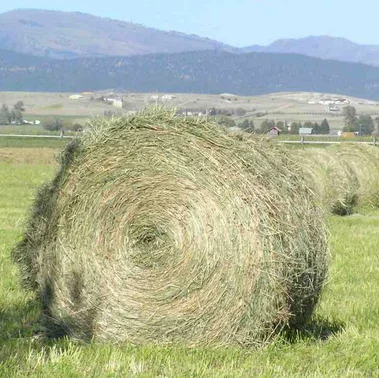  Сено альфафа для кормления