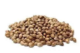 Hemp Seed - Cannabis Sativa Seed