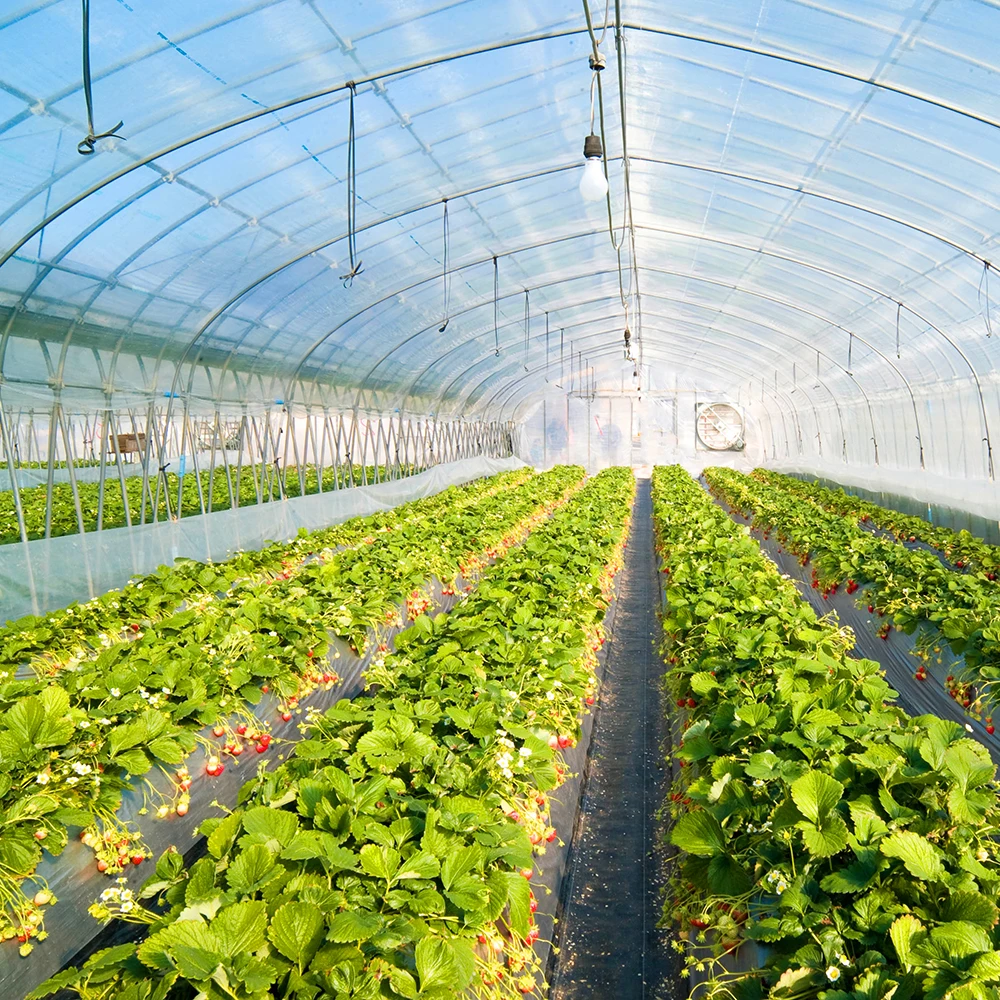 Big size transparency film perfect toughness vegetables plastic film for greenhouse