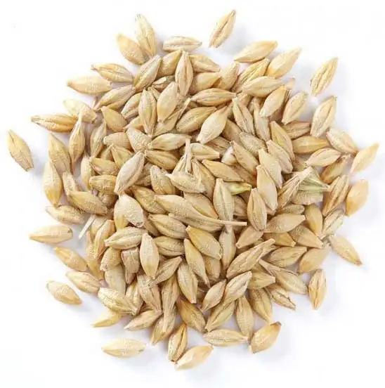 Rye Grain - Organic Farm Rye Grains Available For Sale At Cheap Prices