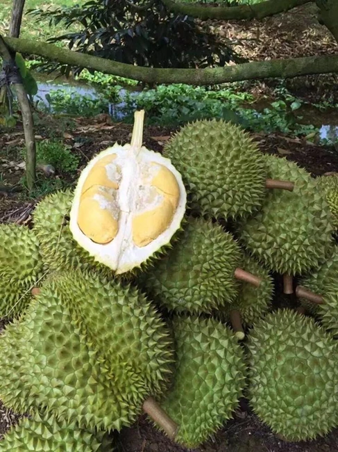 Вьетнам поставщик-RI 6 дуриан сладкий вкус-с лучшей ценой и хорошей на экспорт/мисс Триш + 84 984 696 874