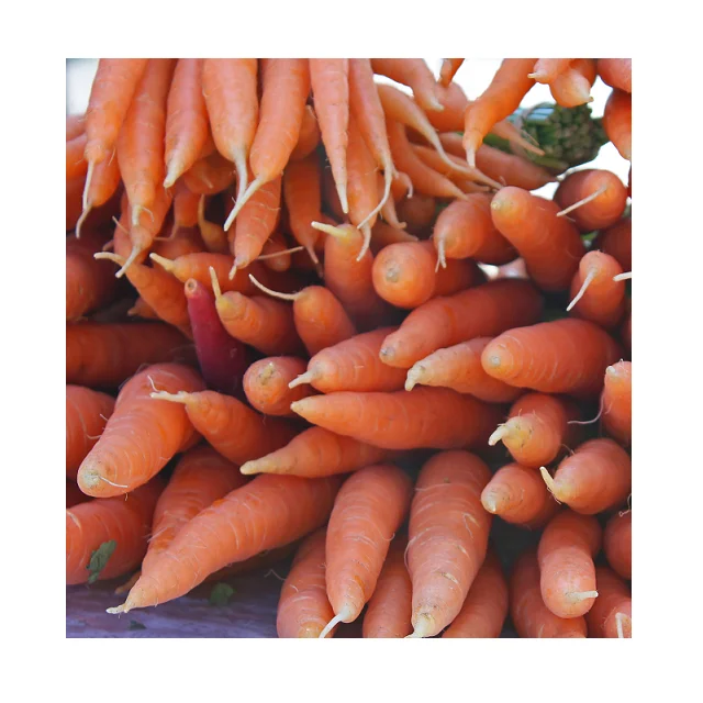
100% Organic Natural Flavour Fresh Carrots In Wholesale Price 