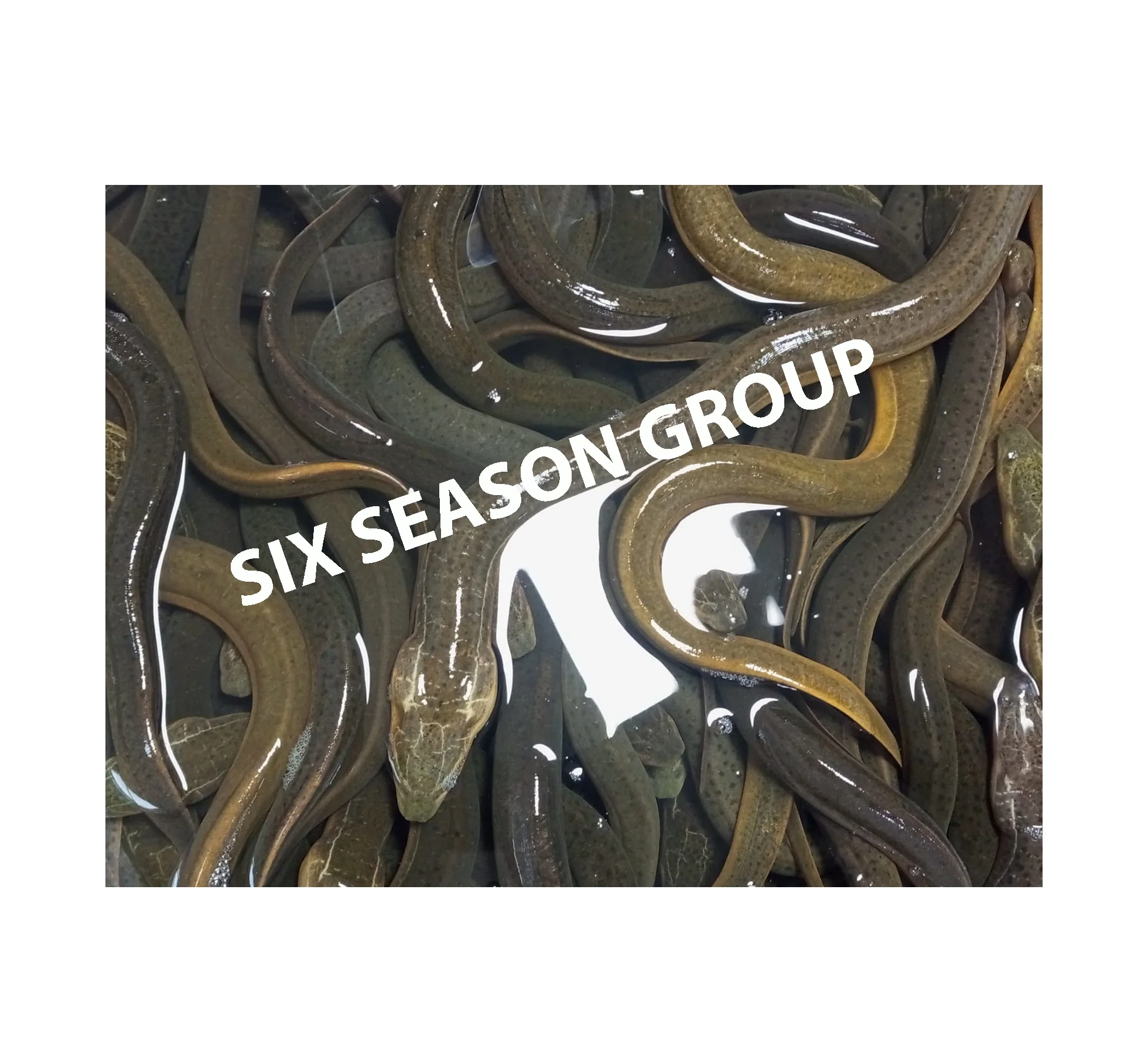 Factory Price High Quality Fresh Eel Fish Long Fin Live Eel Fish Sweet Water Asian Swamp conger Eel Fish From Bangladesh