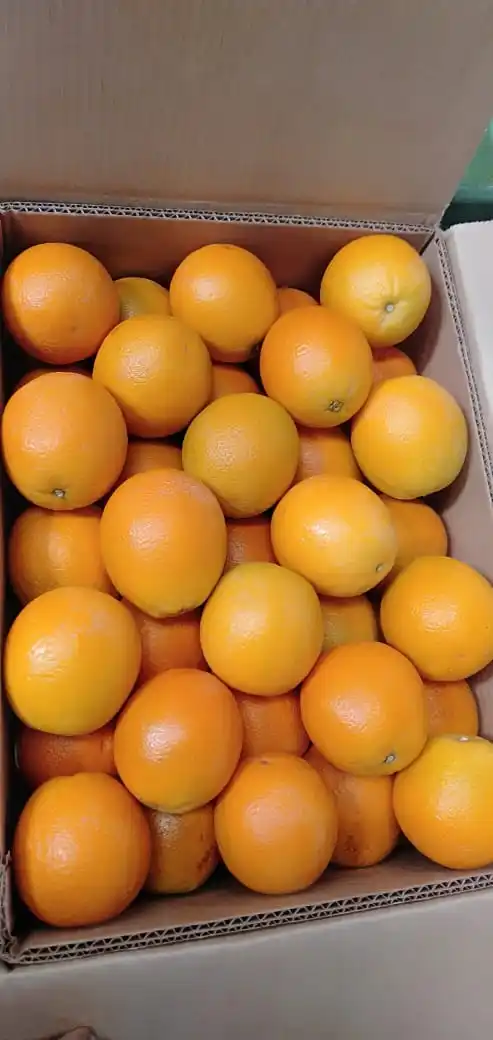 2022 Best Egyptian Fresh Orange Fruit Storage Packing