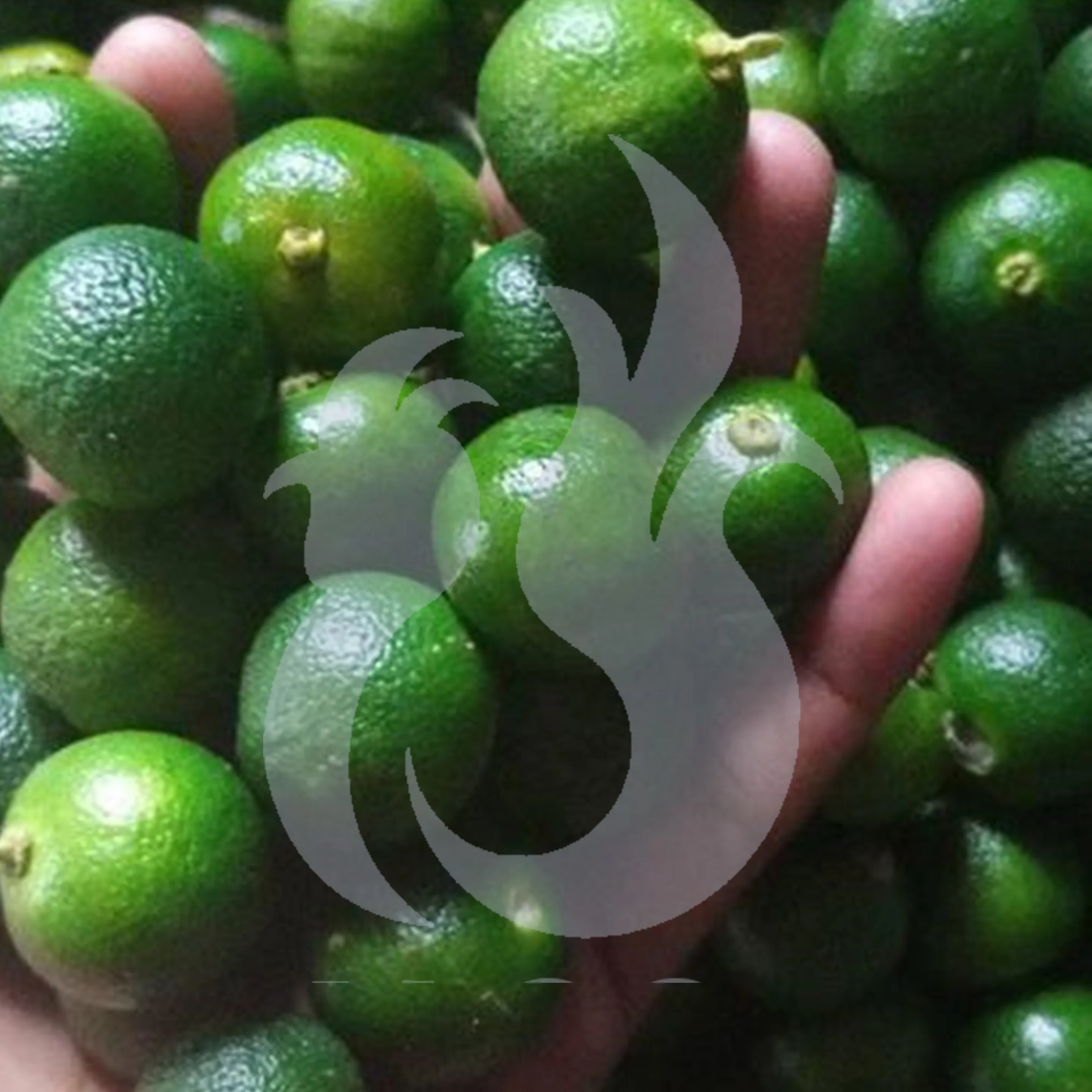 
Fresh Lime Fruits From Indonesia With Best Quality 