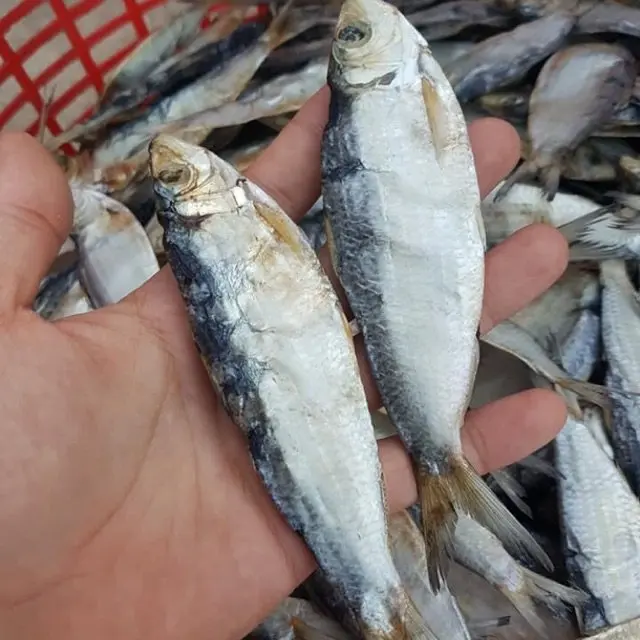 GOOD QUALITY DRIED HERRING FISH / Vivian Ha +84 33 88 20 462