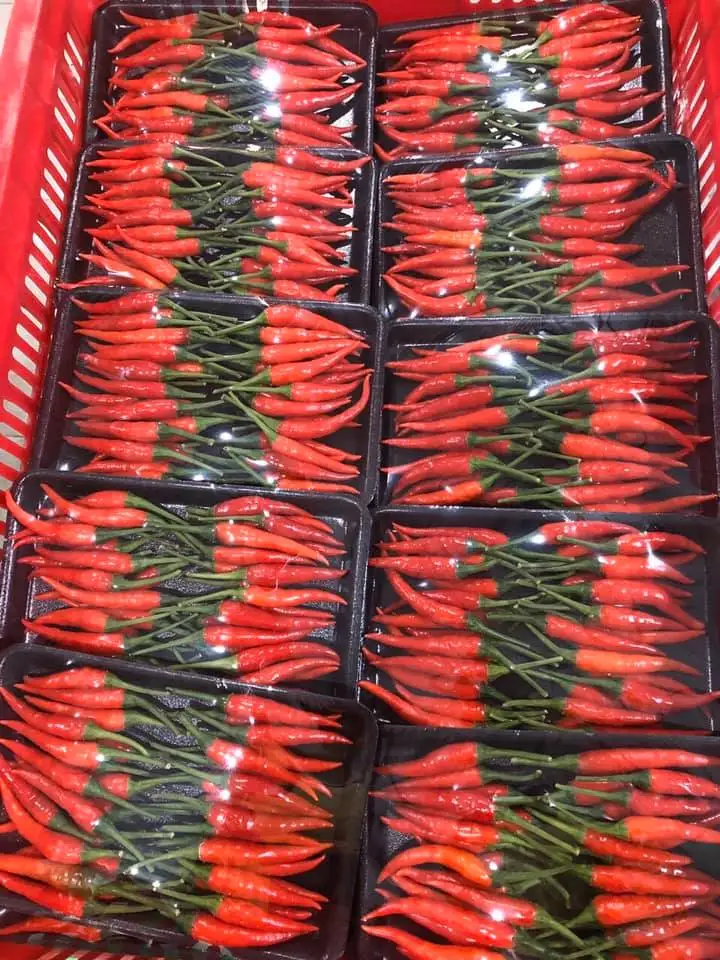  Поставка сушеного перца чили красный сухой MS ANNA + 84902804571