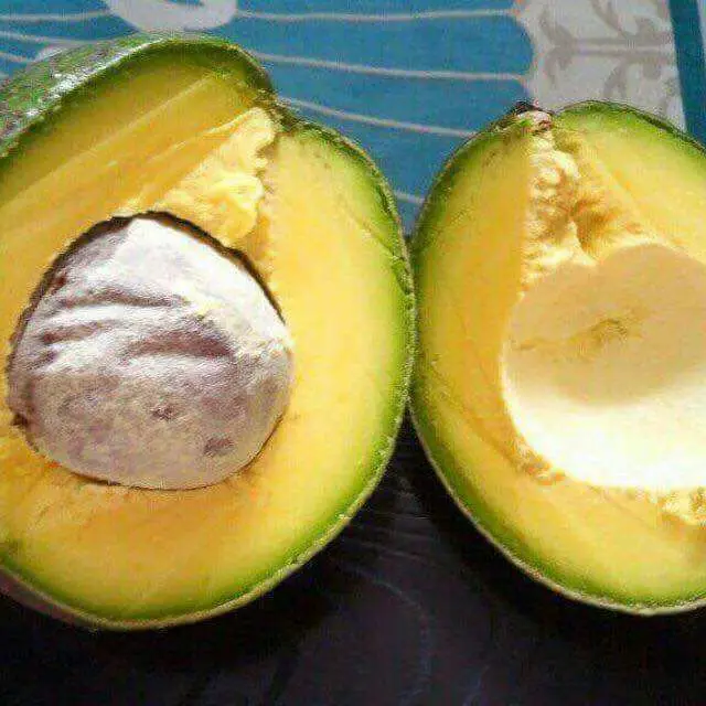 Best seller kenya Hass Avocado -Delivery world fresh Hass Avocado at cheap price