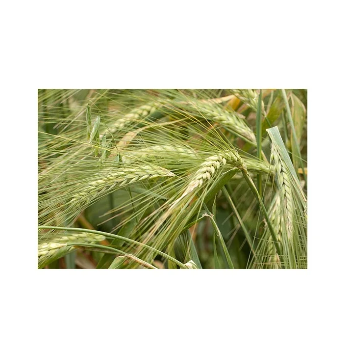 Best Quality Wholesale Rye For Sale In Cheap Price