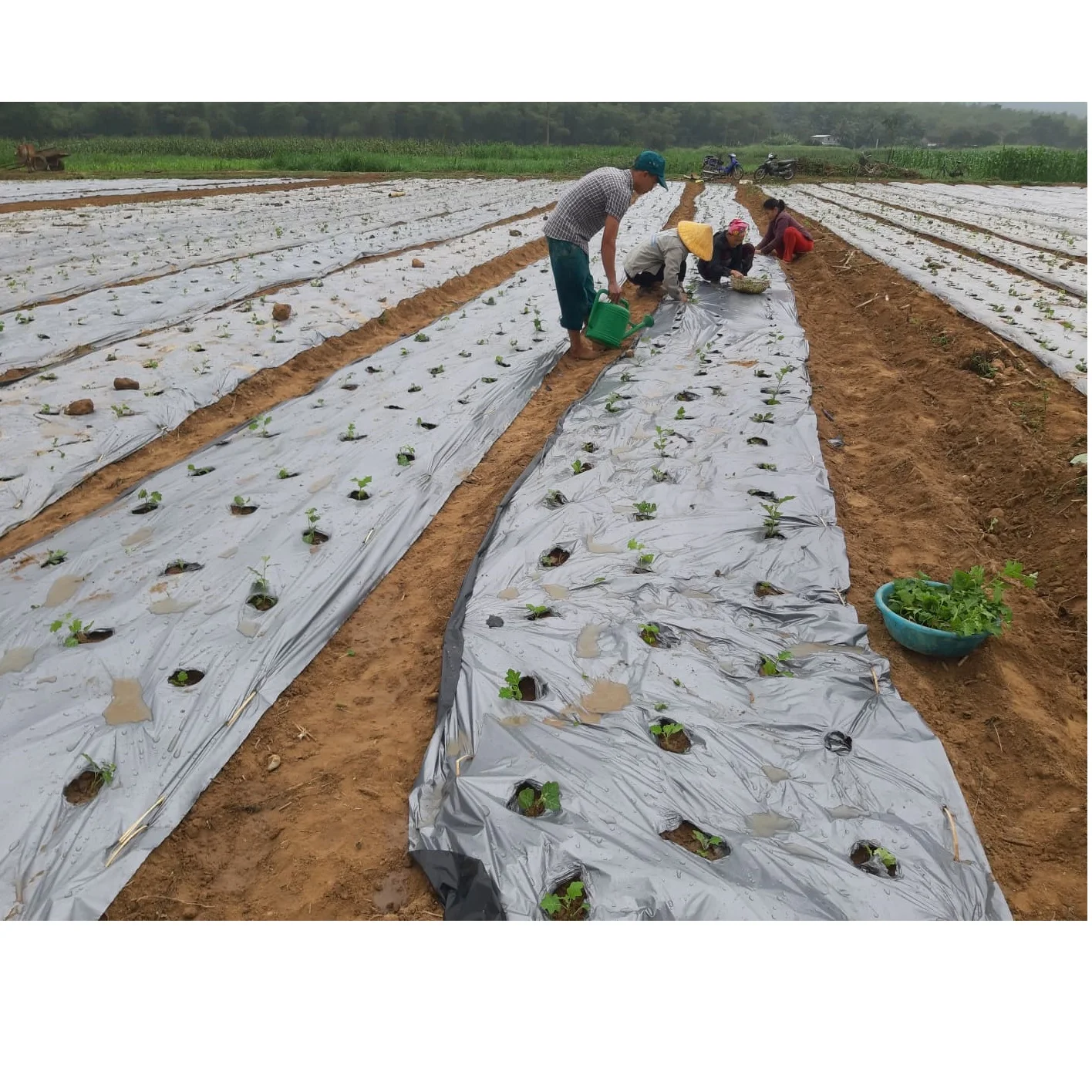 High Quality Best Price Best Selling Fragrant Green Natural Detoxification Solanum Procumbens Tea Bag Exported From Vietnam