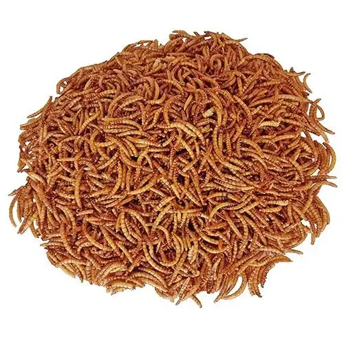 
Pet Food Animal Feed Dried Meal Worms Powder Cricket Meal Meal Worms 