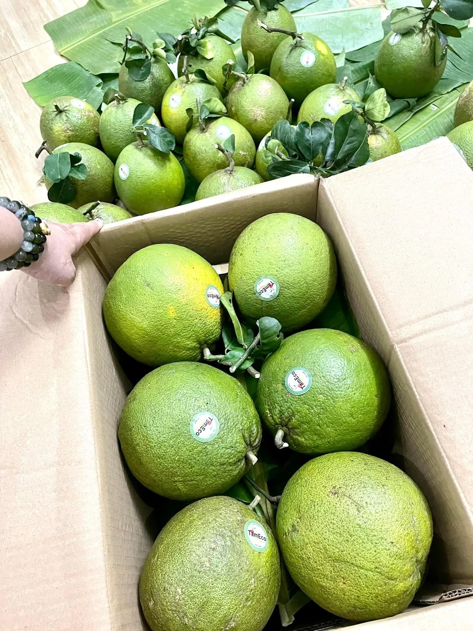 Fresh And Clean Agriculture Fruit Green Color Sweet And Light Sour Viet Nam Organic TamEco Pomelo from Viet Nam