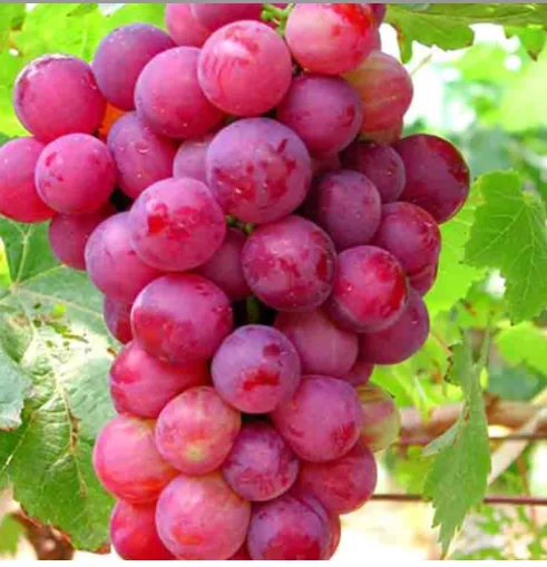 
Hot selling fresh crimson seedless grape red globe grapes 