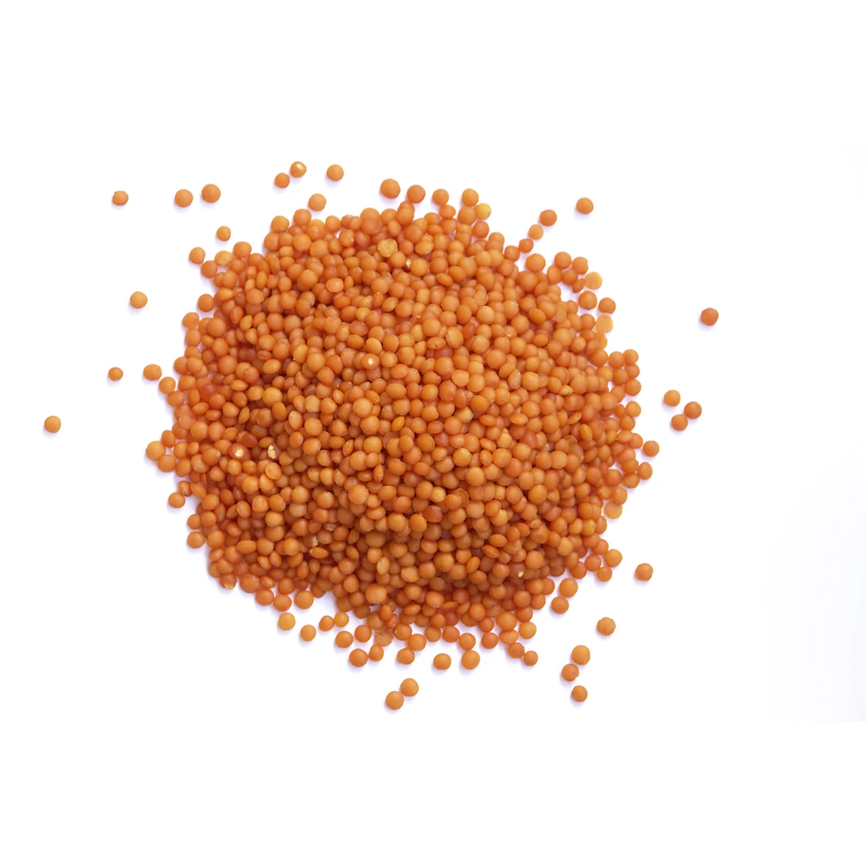 
Red whole lentils in bulk for sale 