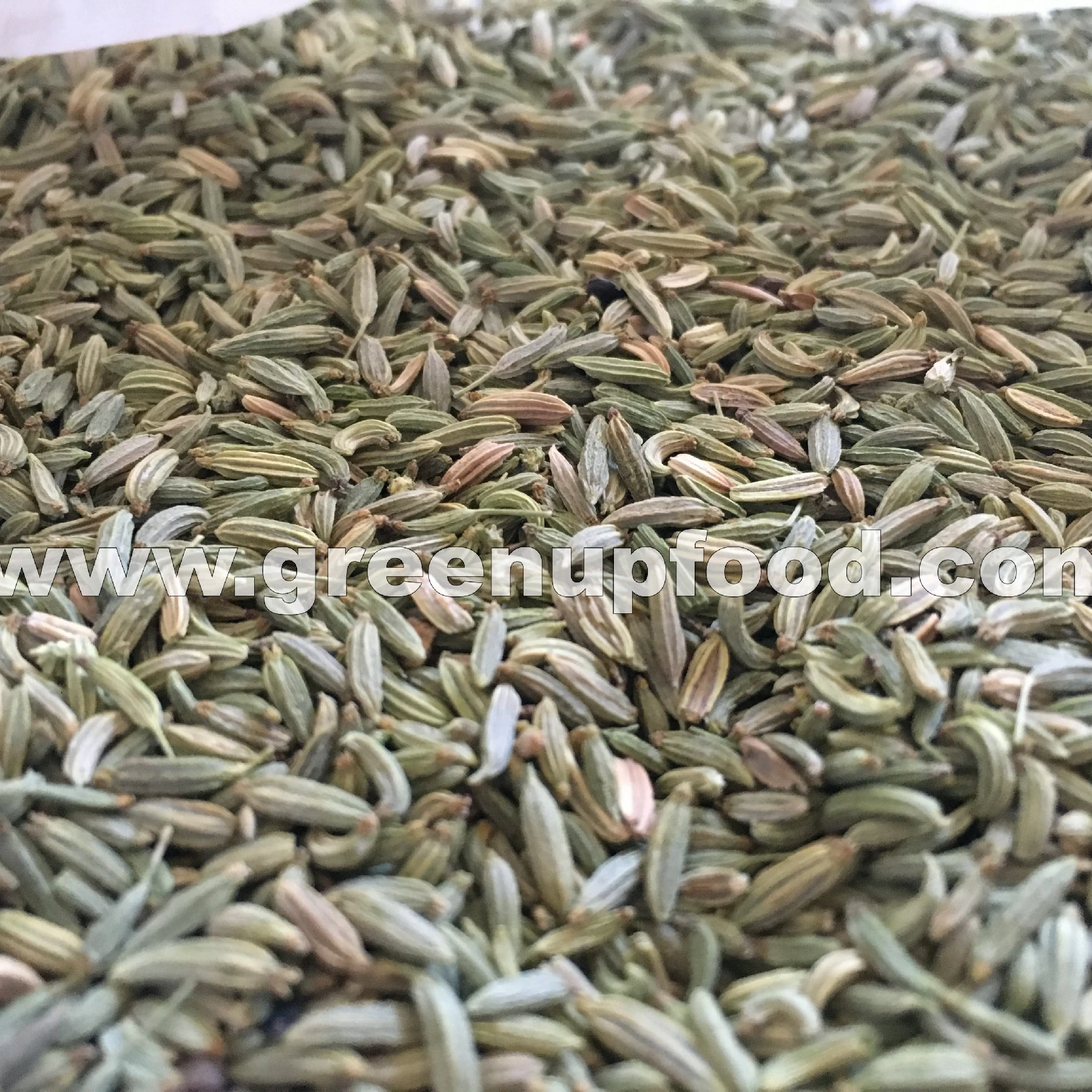 fennel seeds Foenniculum vulgare  high quality green color no much halves no stem no small seeds no empty seeds fresh crops