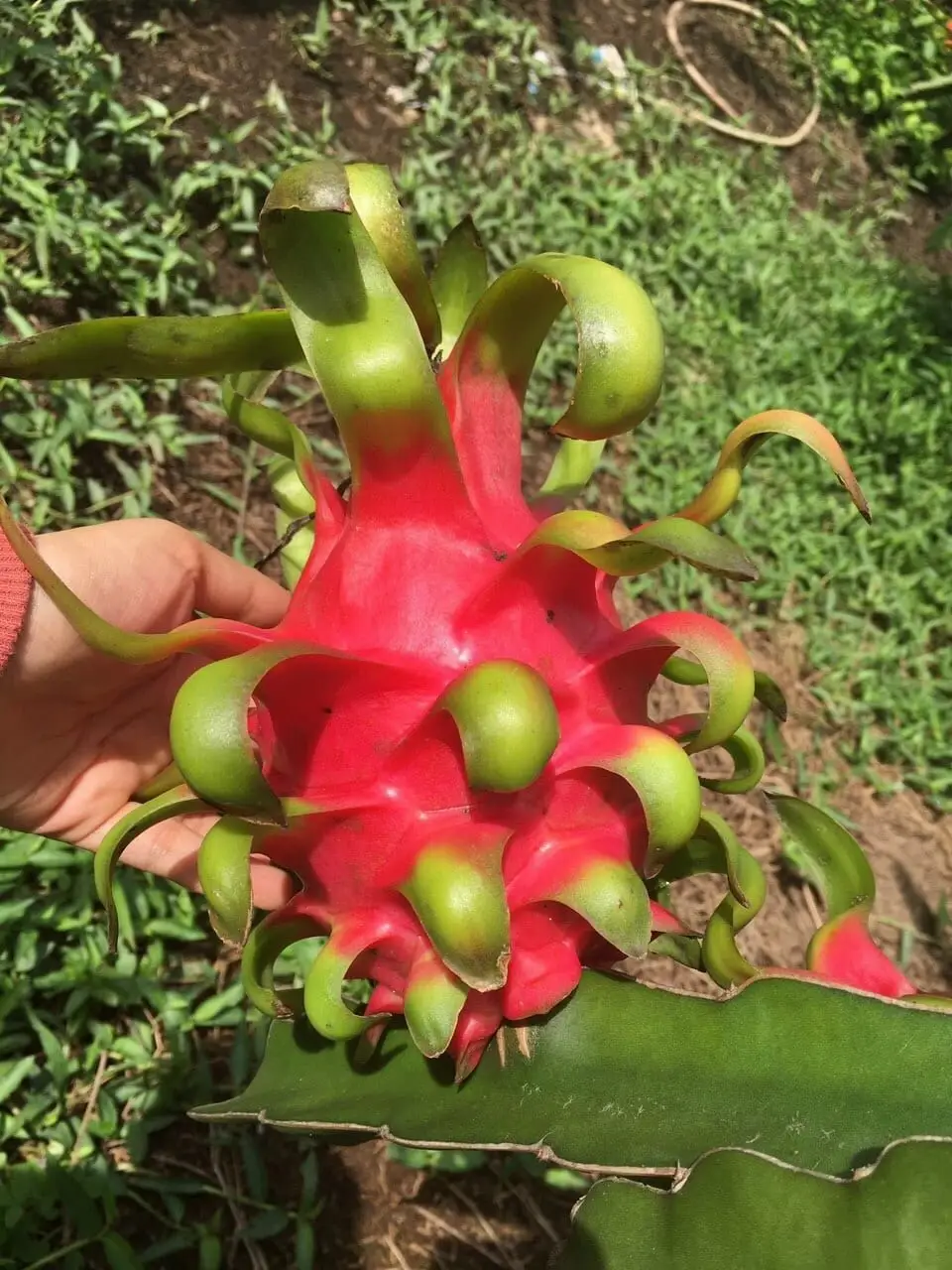 Red Dragon Fruit Made In Vietnam Tropical Food 100% High Quality 80%-90% Maturity