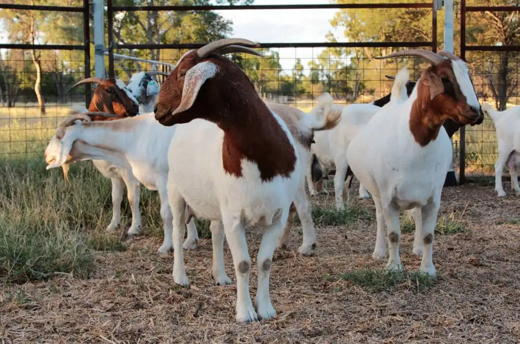Healthy Mature Full-blood Saanen Goats for Sale