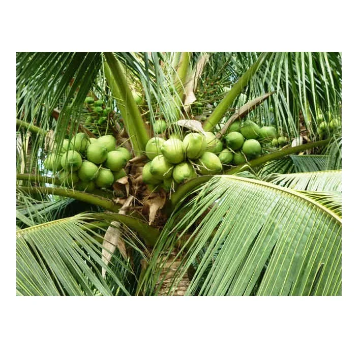 Coconut Nectar Syrup Coconut Sugar Syrup Providing Energy from Vietnam