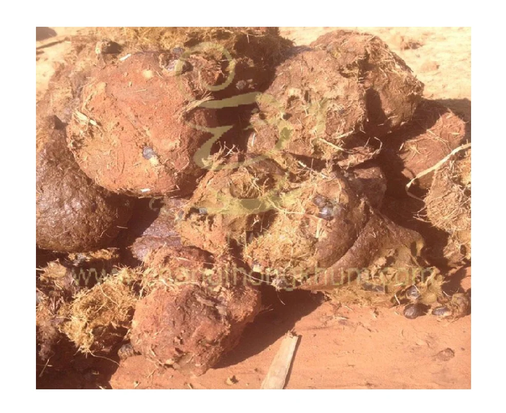 Elephant Dung Arabica Green Coffee Beans from Thailand the Best Premium Quality Product by Changthongkhum